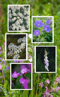 Wild Chelsea Flower Power, your shortcut to an award-worthy wildflower patch: five beautiful British native flowers: Maiden’s Tears, Foxgloves, Meadow Cranesbill, Red Campion and Wild Carrot from Seed Revolution