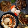 Hand-dived scallops live in the full shell from Loch Fyne ar Countryclubuk